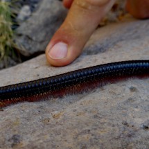 Millipede in the Closed Canyon